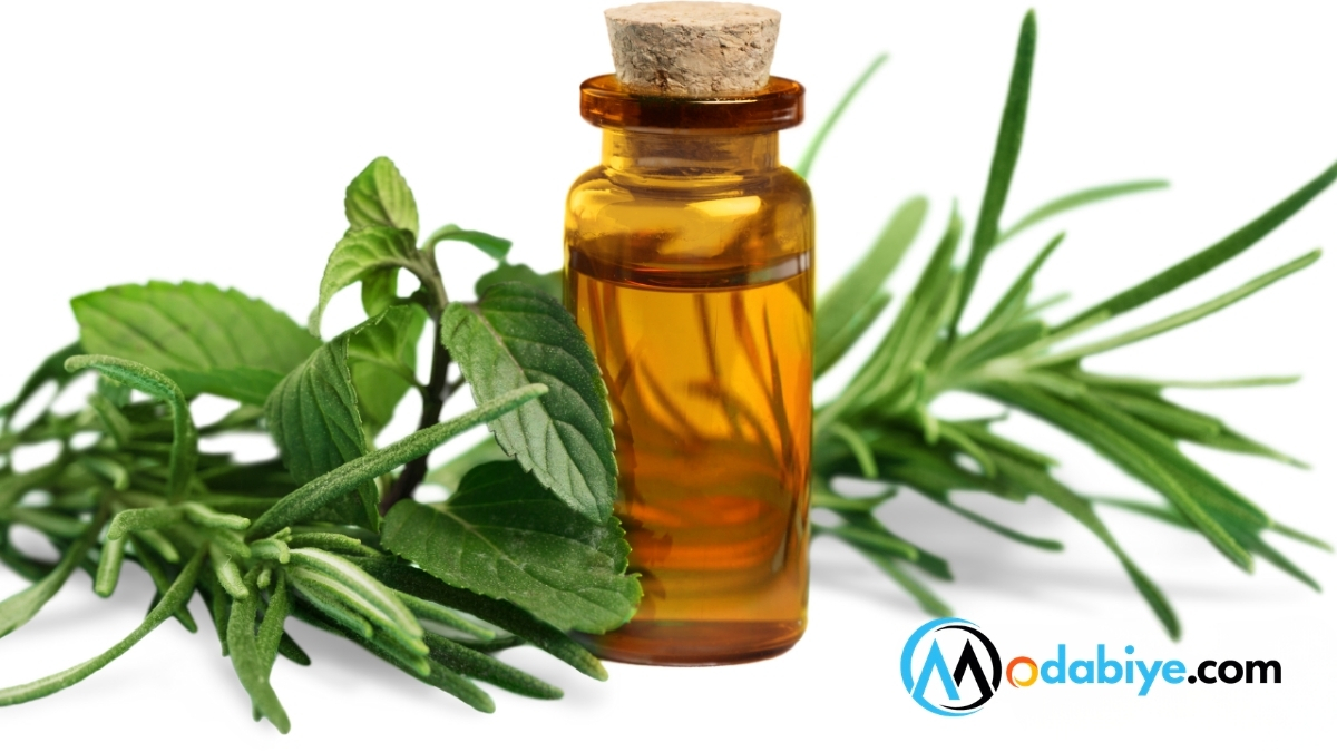 argan yagi nedir argan yagi nedir